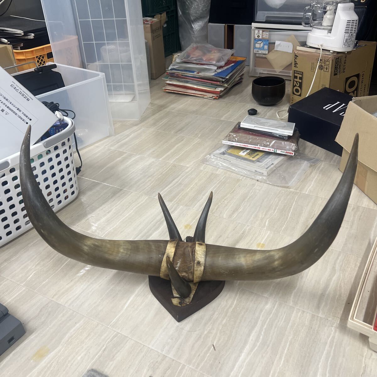 △メ1階△ オブジェ 置物 インテリア 水牛の角 アンティーク 水牛？ バッファロー？ 縁起物　年代物？