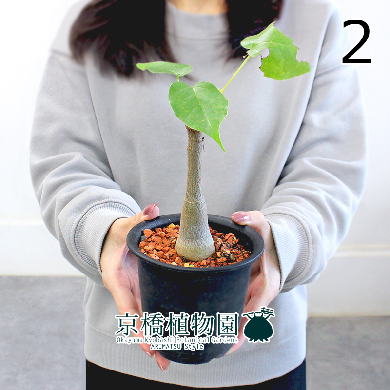 【現品】ボンバックス/プセウドボンバックス・エリプティクム 3号 黒鉢（2）Pseudobombax ellipticum