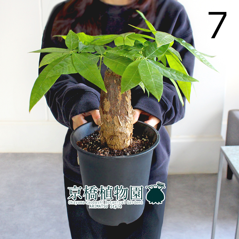 【現品】パキラ 極太・朴仕立て 5号 黒鉢（7）Pachira