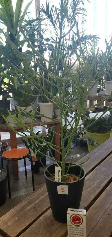 おもしろ植物。ユーフォルビア.フィフェレネンシス。5号プラ鉢。鉢底から約70センチ弱3