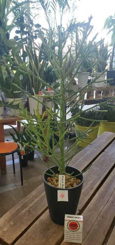 おもしろ植物。ユーフォルビア.フィフェレネンシス。5号プラ鉢。鉢底から約70センチ弱4