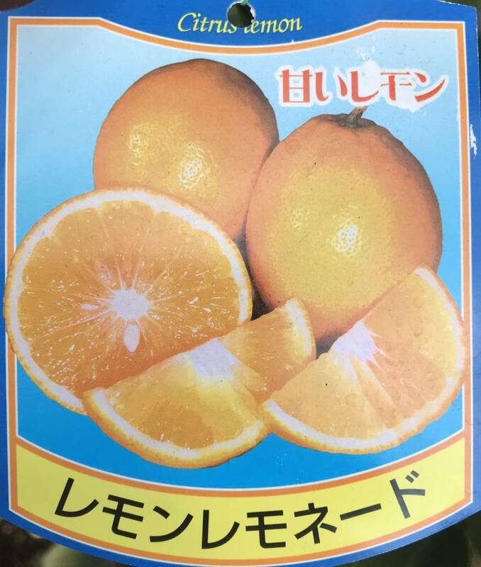 レモネード 檸檬(甘いレモン)接木苗木