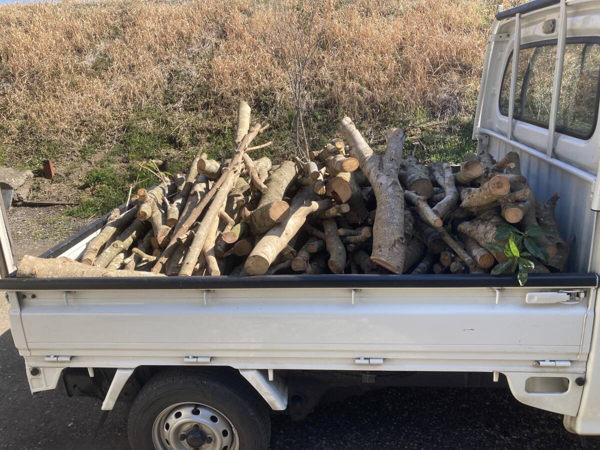 kg 30円！常緑広葉樹の薪用の原木、伐採から2ヶ月経過。非常に目の詰まった硬い木です。乾燥後、短く切ってすぐに使えます。