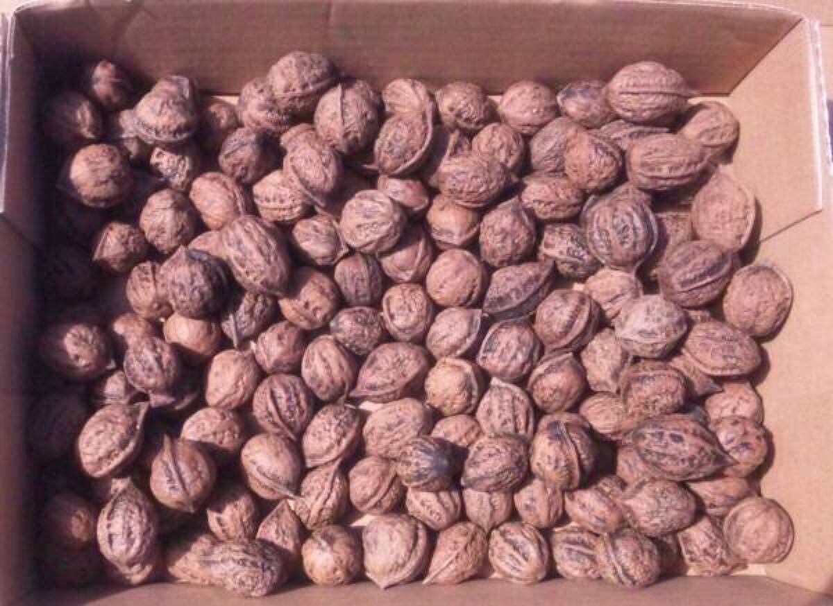2025年秋収穫 胡桃（殻付） ４kg 