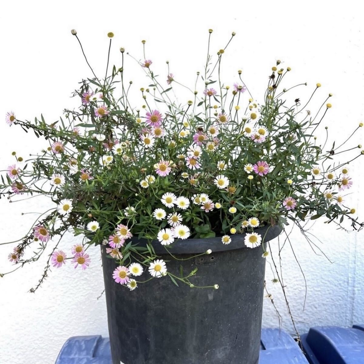 源平小菊抜き苗(2本)