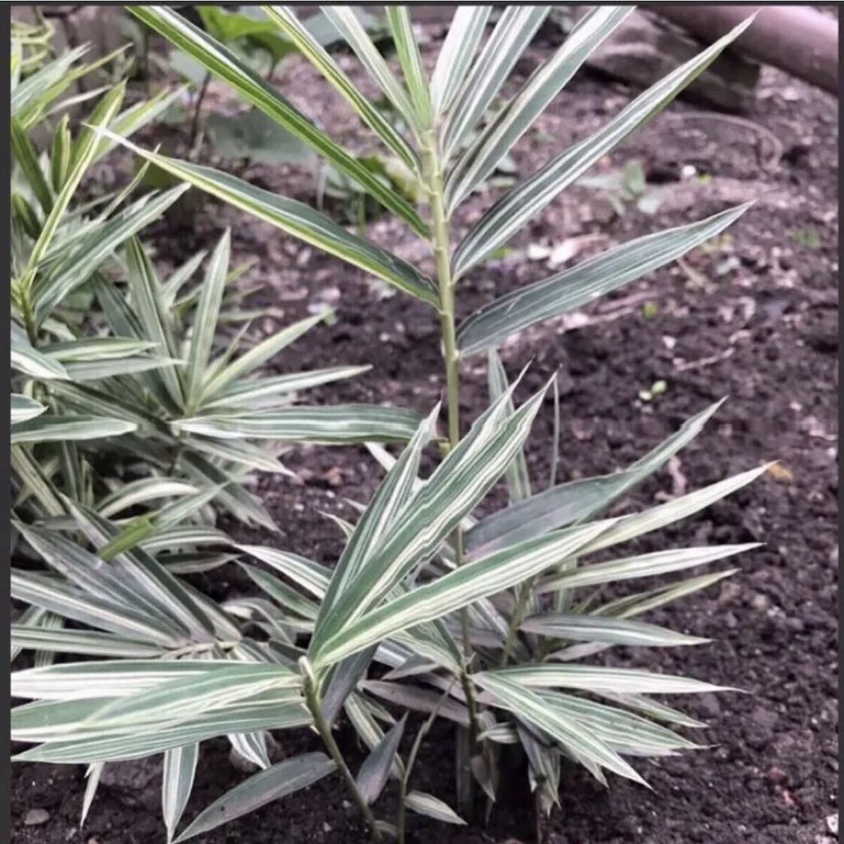 チゴ笹抜き苗(6本)