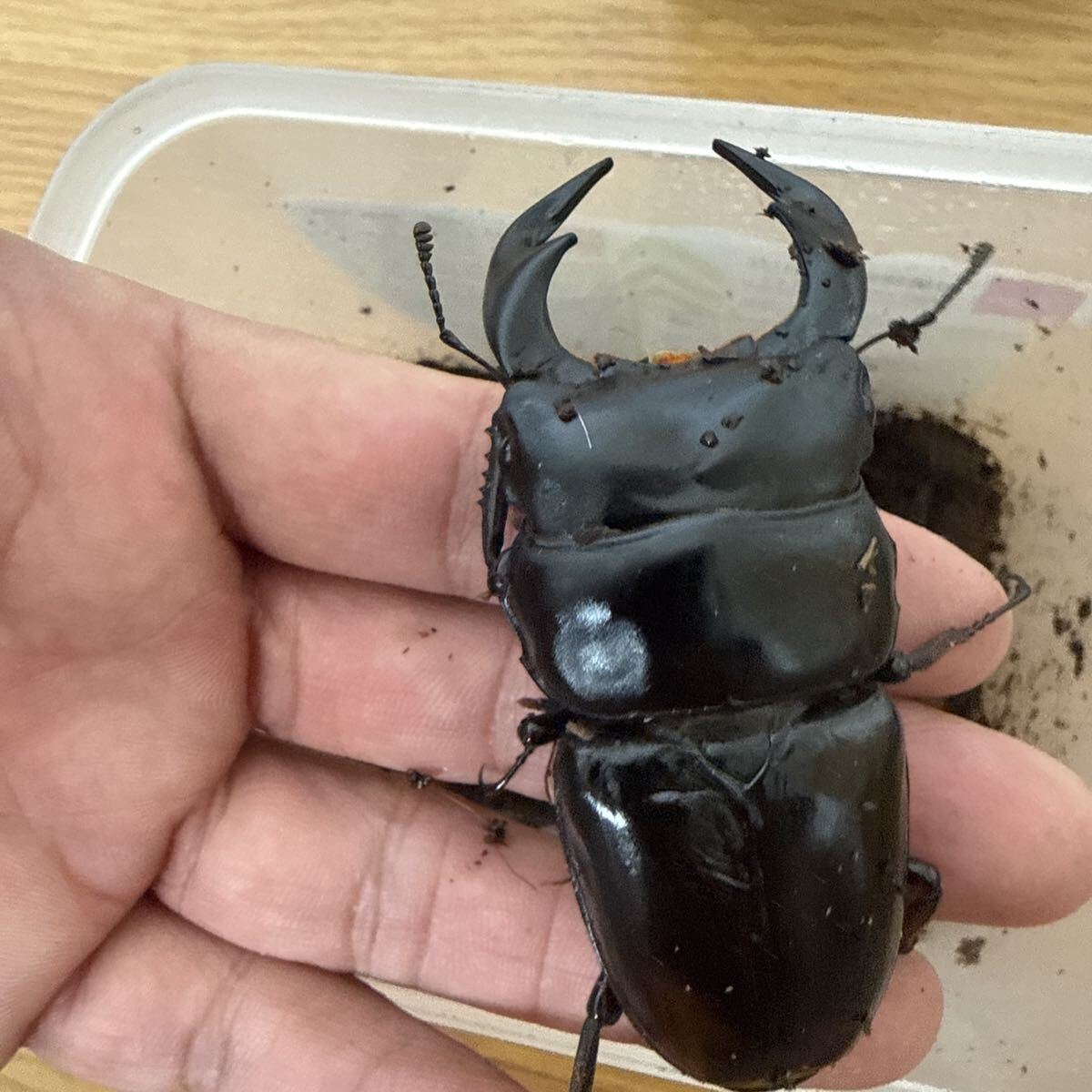 アンタエウスオオクワガタ 81.1ミリ ダンプー産