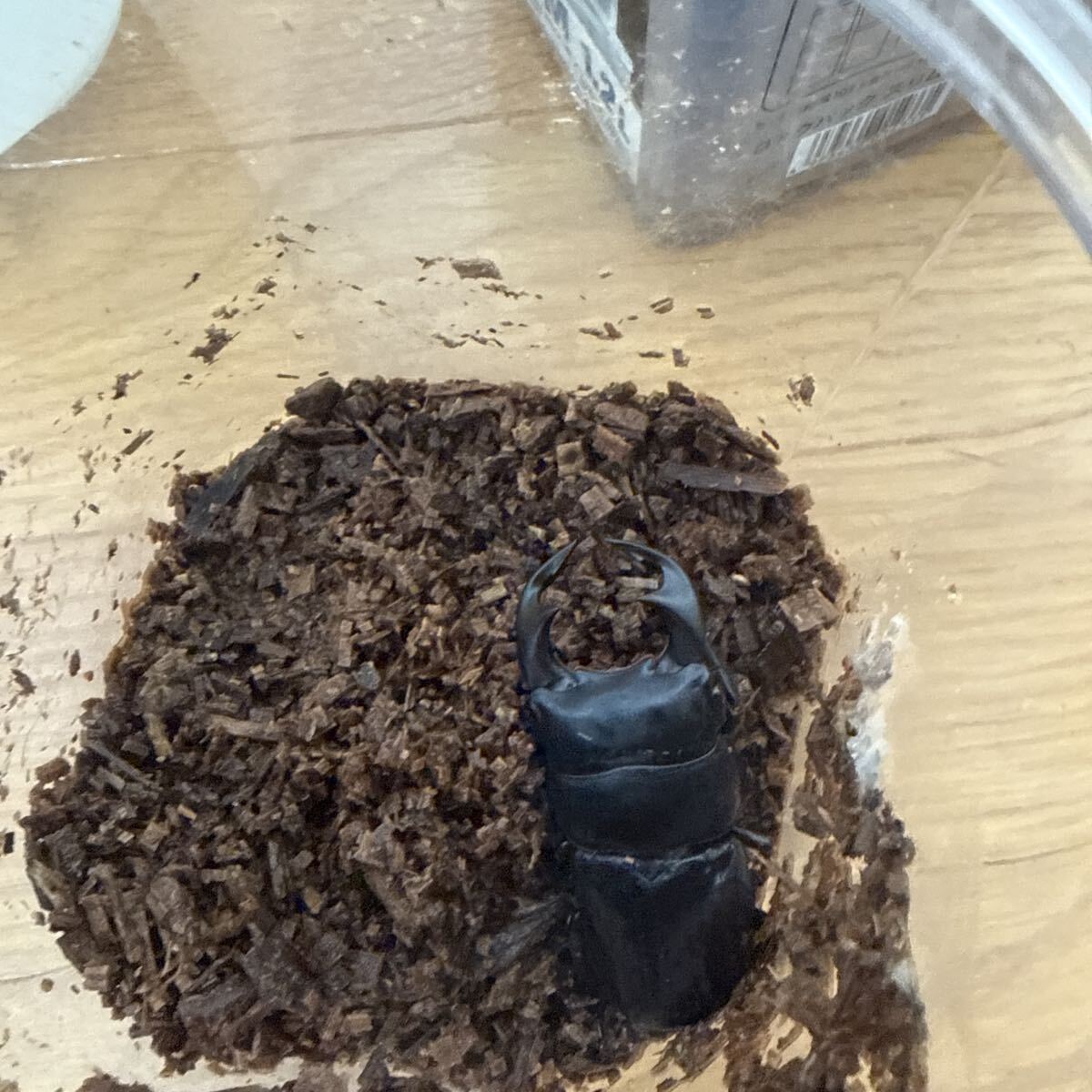 アンタエウスオオクワガタ76.8ミリ ダンプー産