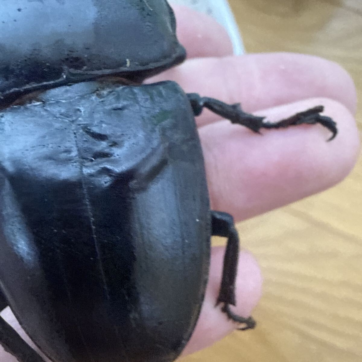 アンタエウスオオクワガタ 79.4ミリ ダンプー産