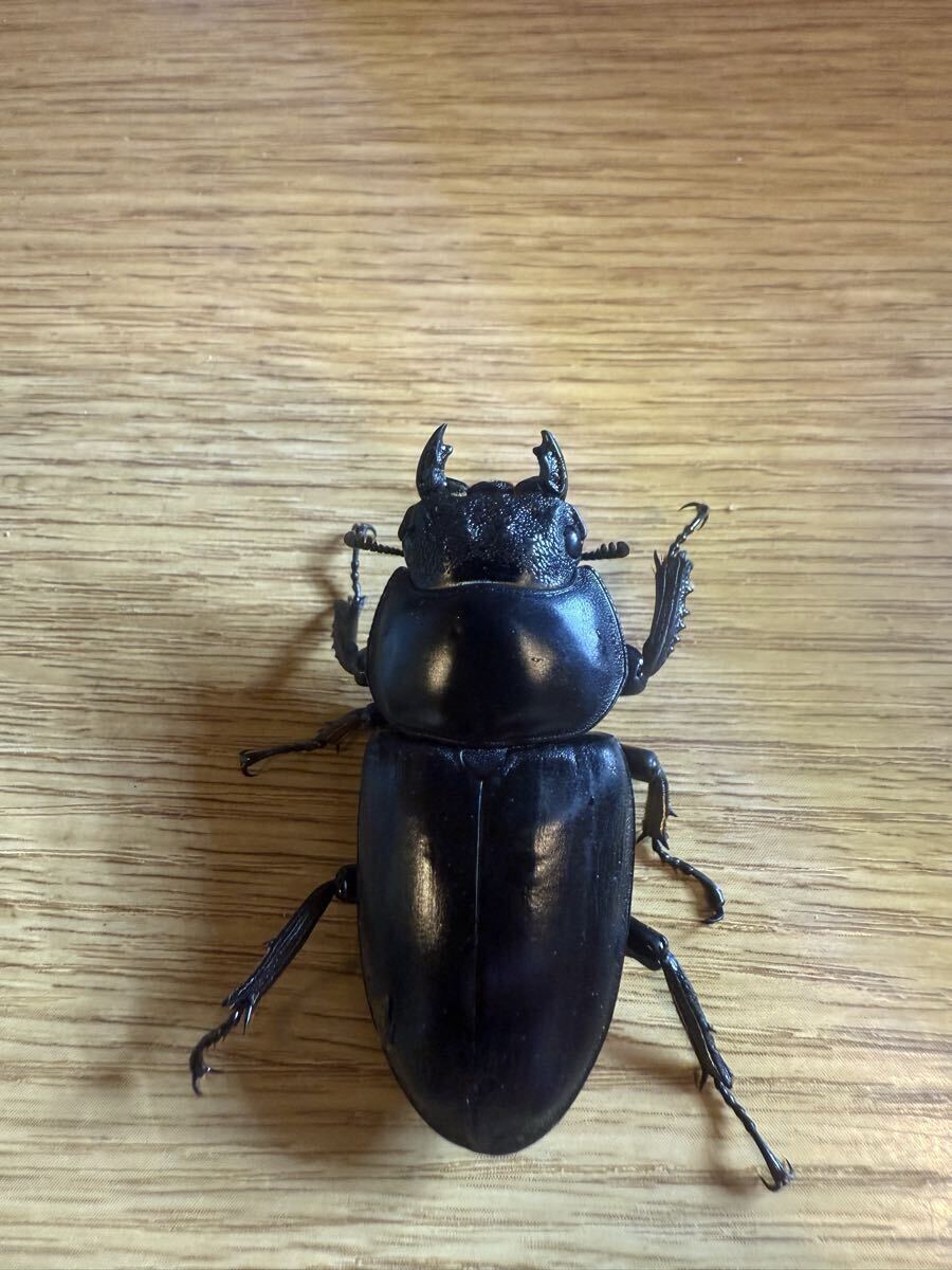 アンタエウスオオクワガタ プータンダンプー産 ♀三匹