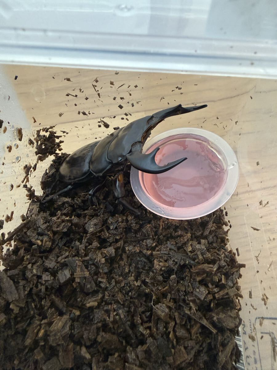 アンタエウスオオクワガタ ダンプー産 84.8ミリ