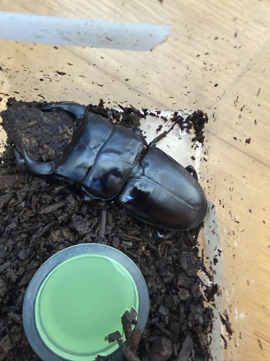 アンタエウスオオクワガタ 87.7ミリ ダンプー産