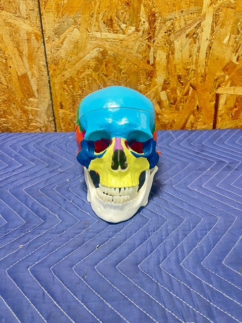 2-84 頭蓋骨模型 可動式 頭蓋模型 歯模型 骨格 分解可能