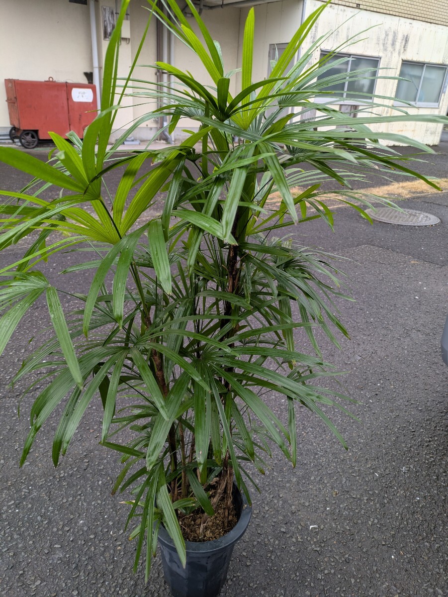 シュロ竹高さ140センチ 