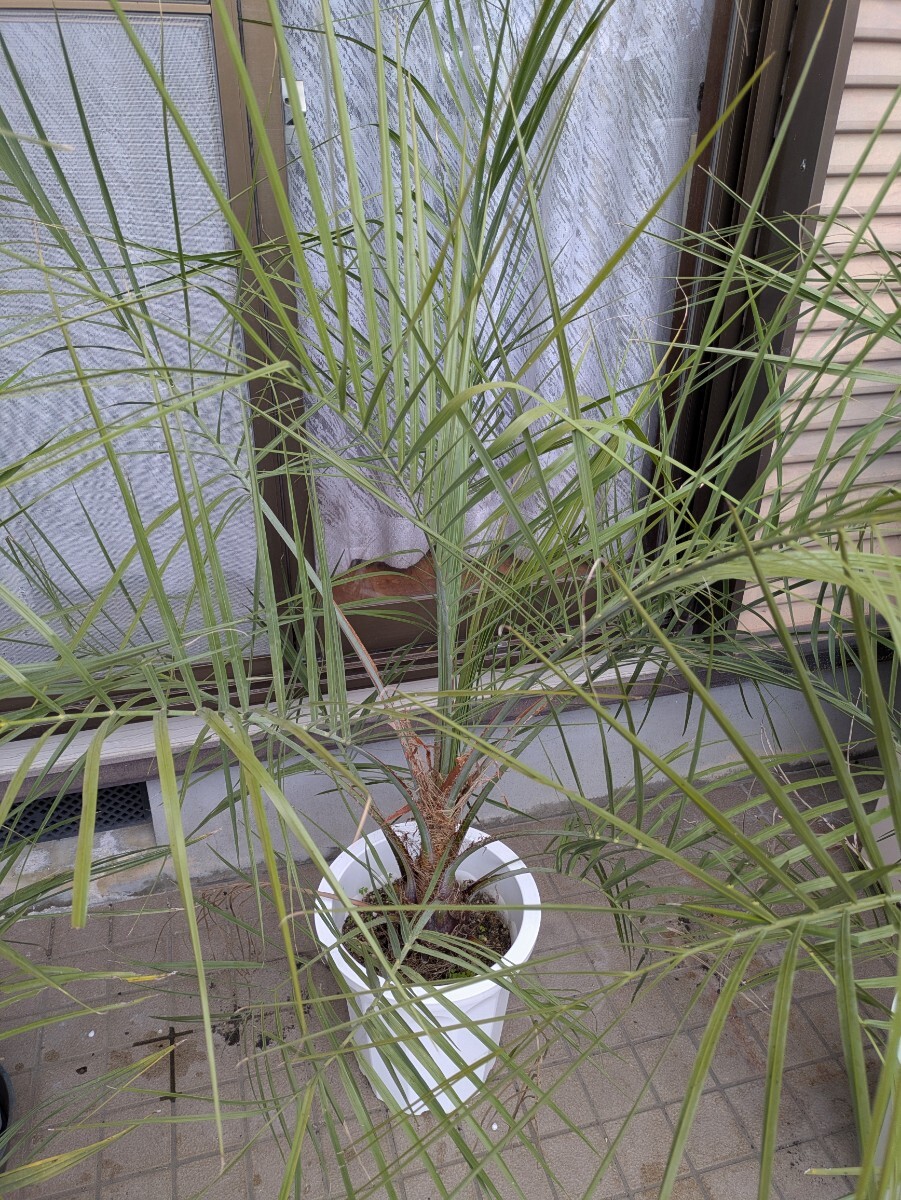 ココスヤシ高さ180センチ 