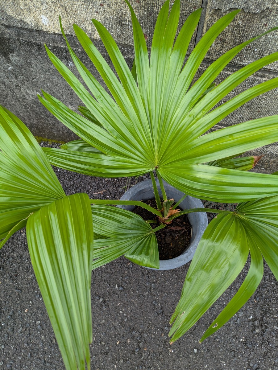 ビローヤシ高さ80センチ