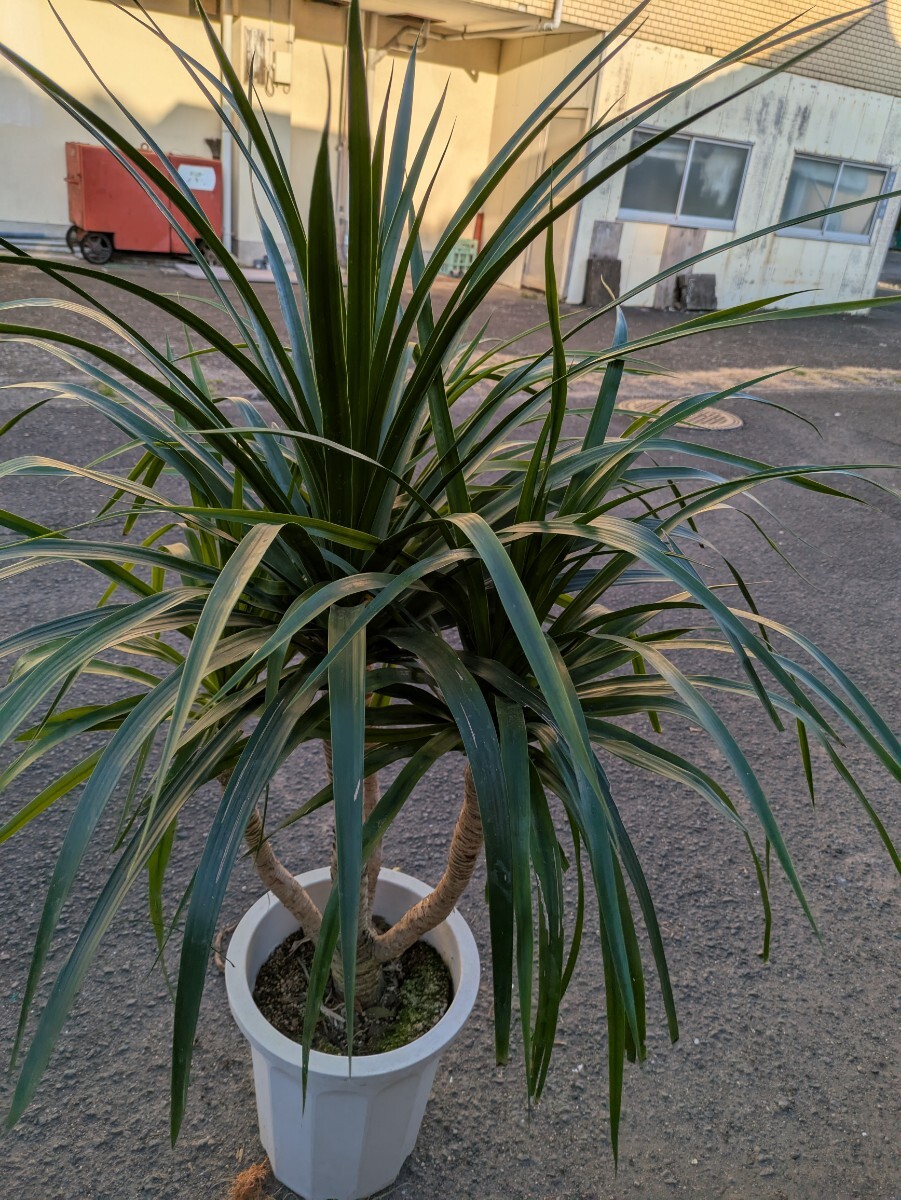 カンボジアーナ高さ150センチ 