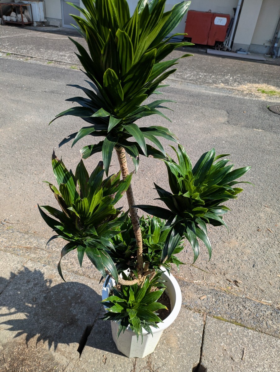 ドラセナ、 コンパクタ