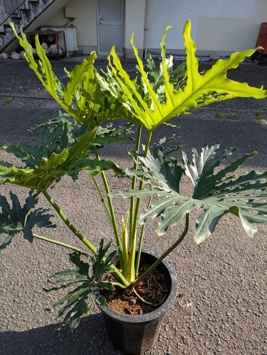 セローム高さ100センチ