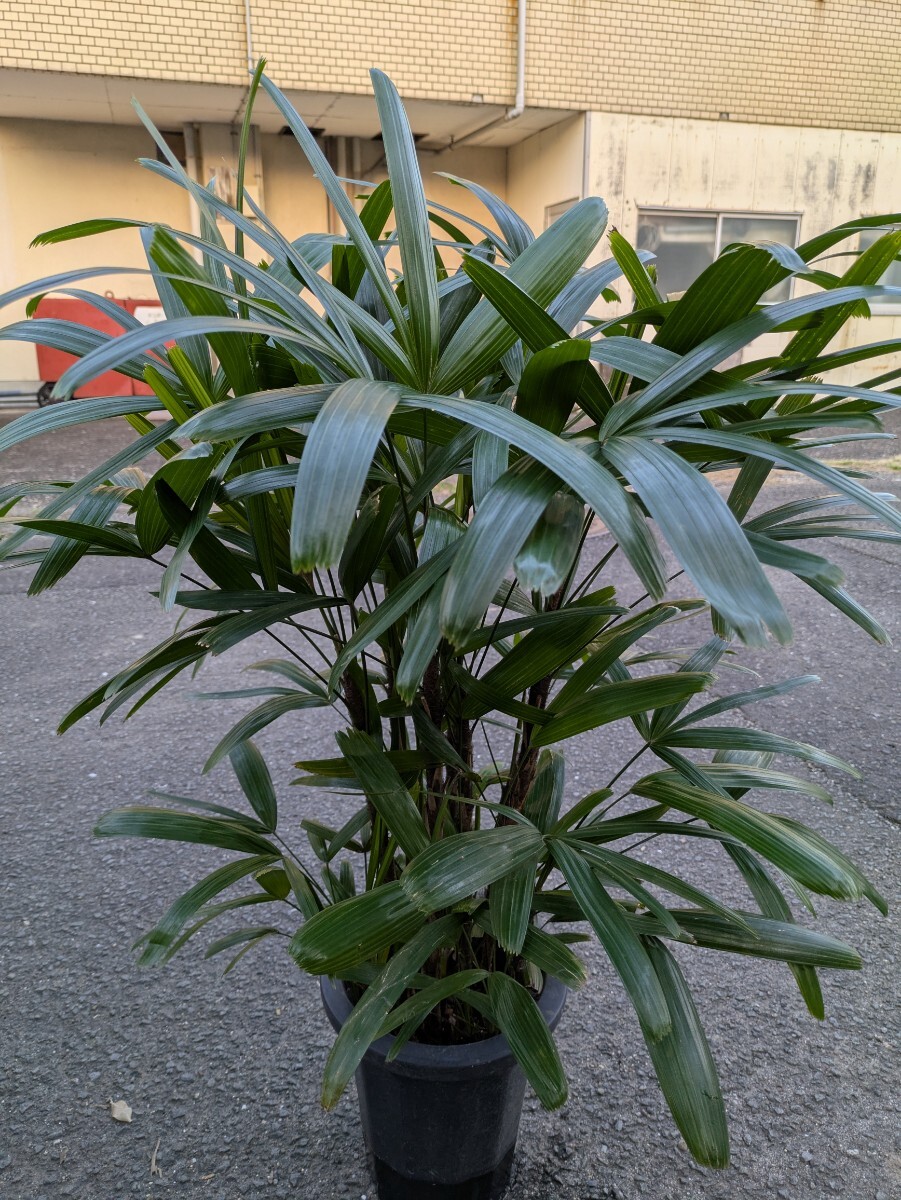 観音竹高さ70センチ 