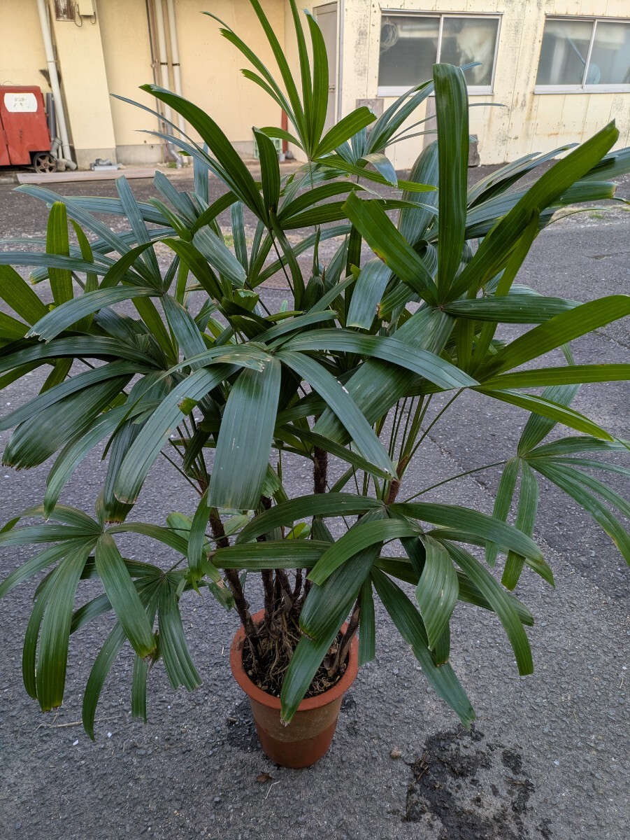 観音竹高さ70センチ 葉キズあり