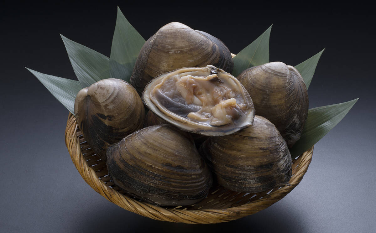 【釧路発】貝好き必見！「活」だから旨さが違う！　北海道産　殻付活ホッキ貝　＜特大サイズ＞約２kg前後詰　１箱　