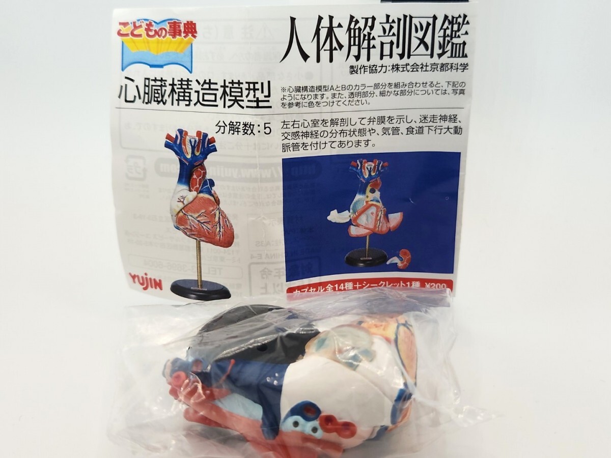 yujinこどもの事典 心臓構造模型A 人体解剖図鑑 ガチャポン フィギュア[26B26]Heart Structure Model Human Anatomy Atlas Gashapon Figure