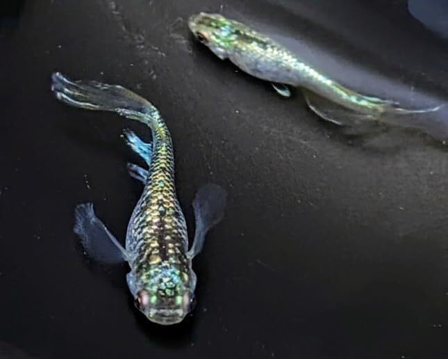 サボテン風雅 若魚3匹トリオメダカ水槽 メダカ種類 メダカの飼い方室内 メダカの飼い方 メダカの飼い方屋外