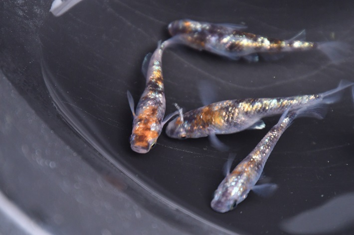 彩華 若魚 #改良メダカ 彩華 若魚 2匹1ペア メダカ水槽 メダカ種類 メダカの飼い方室内 メダカの飼い方 メダカの飼い方屋外