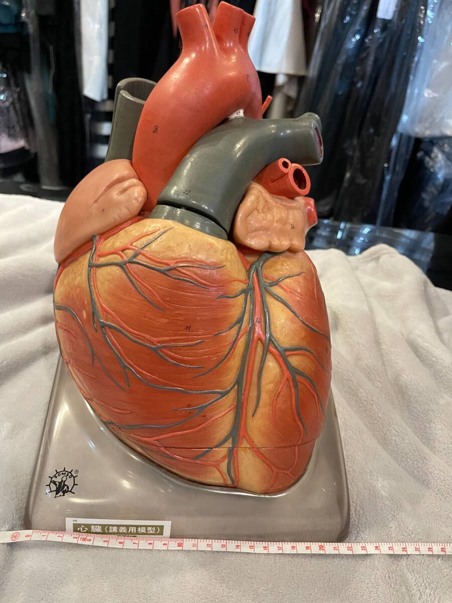心臓模型(講義用)