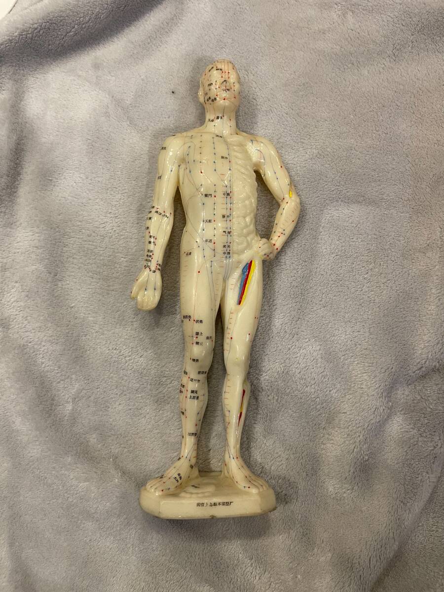 経絡経穴鍼灸模型　人体模型
