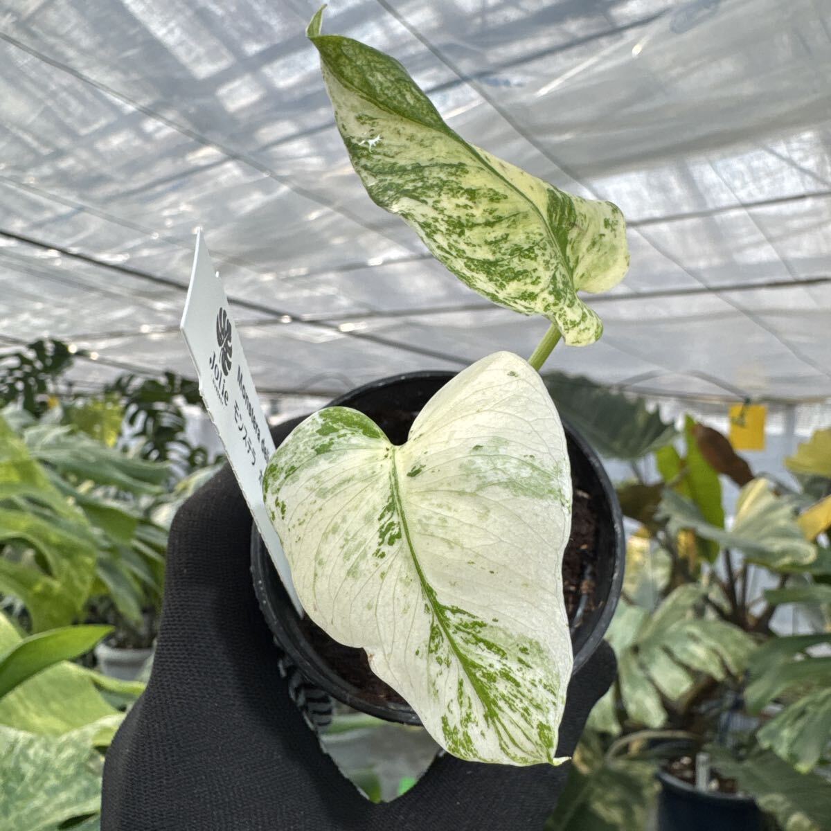 A8 モンステラ　ホワイトモンスター　天津蘭