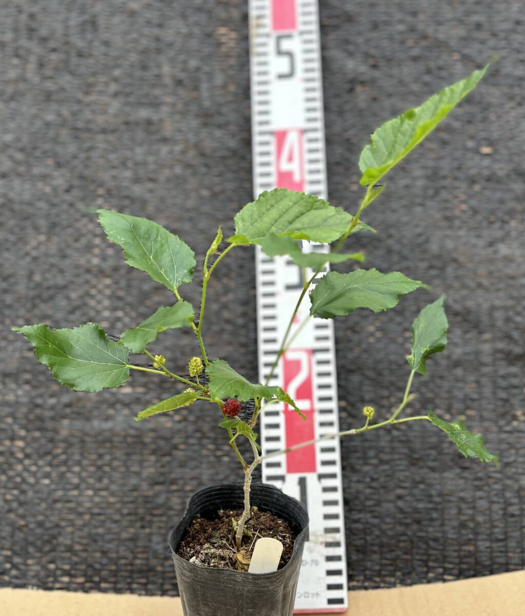 ★マルベリー(桑)　挿し1苗