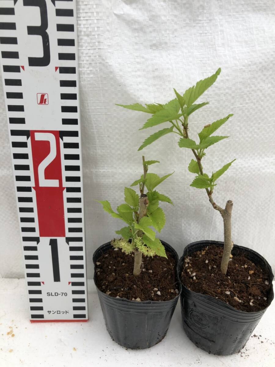 ★桑の挿し木 2苗