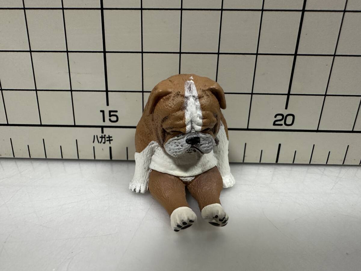 ZooZooZoo　第３弾 ひまなの寝 イヌ　ブルドッグ　ブルドック　犬　フィギュア　グッズ　ガチャ