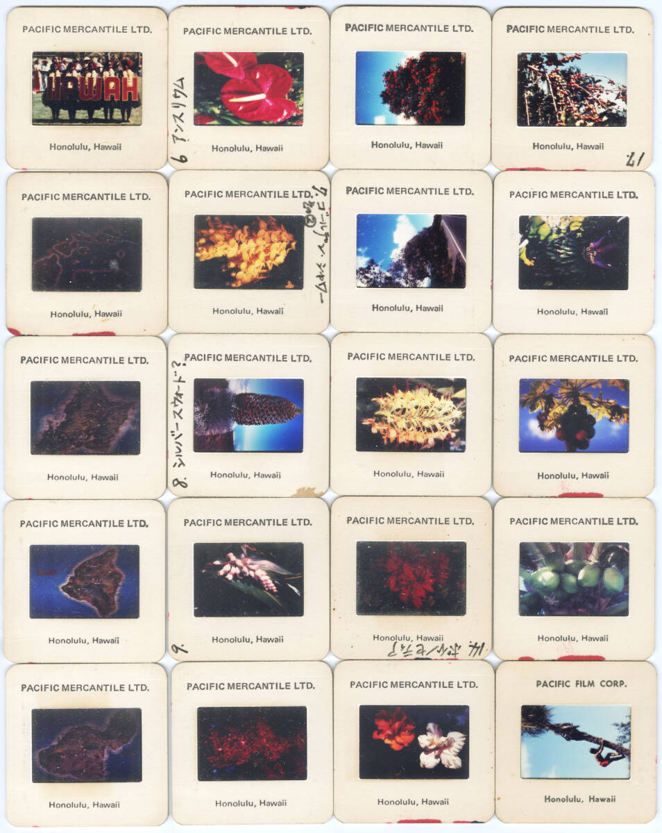 ハワイ お土産 35mm カラースライド PACIFIC MERCANTILE FILM 95枚 ■ 昭和 レトロ 雑貨 Honolulu Hawaii