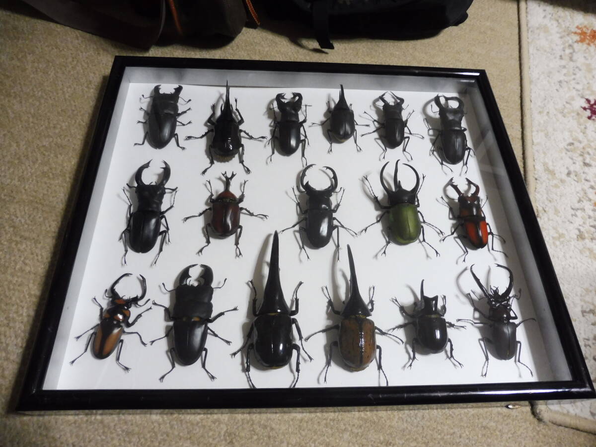 バンダイいきもの大図鑑 カブトムシとクワガタ虫標本箱入り