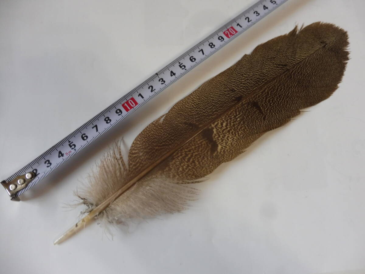 スペックルドバスタード SPECKLED (KORI)BUSTARD