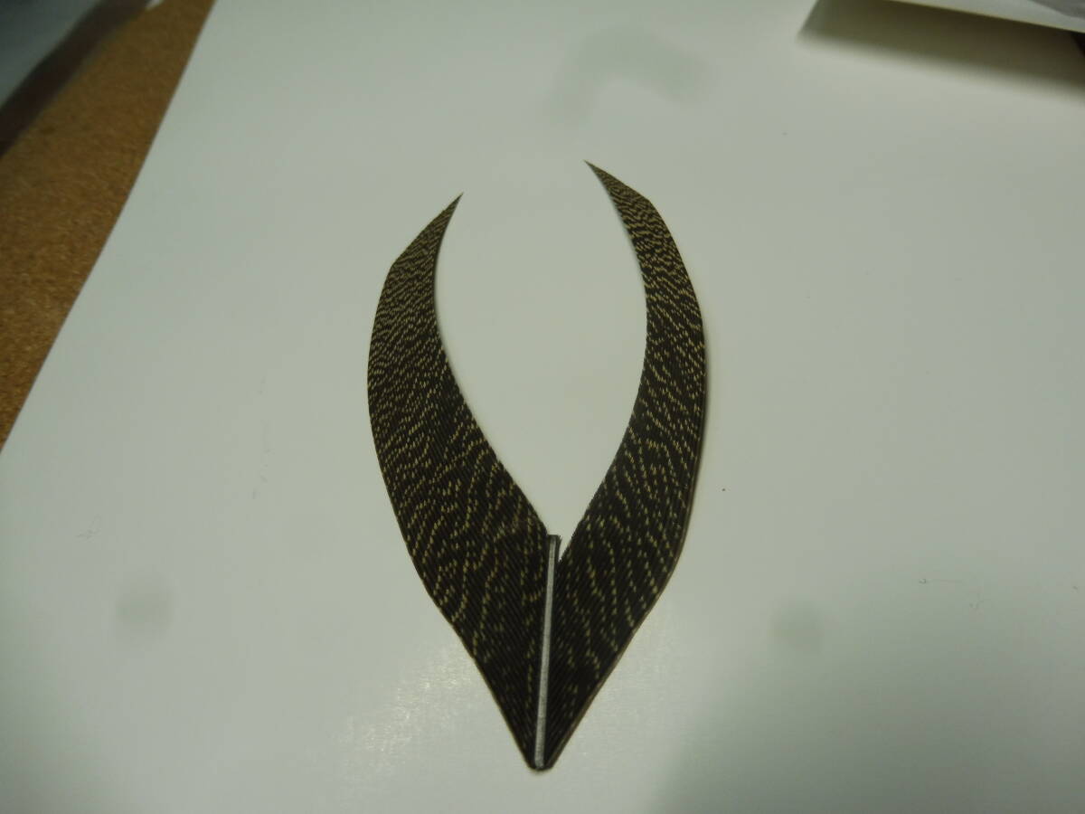 スペックルドバスタード SPECKLED (KORI)BUSTARD