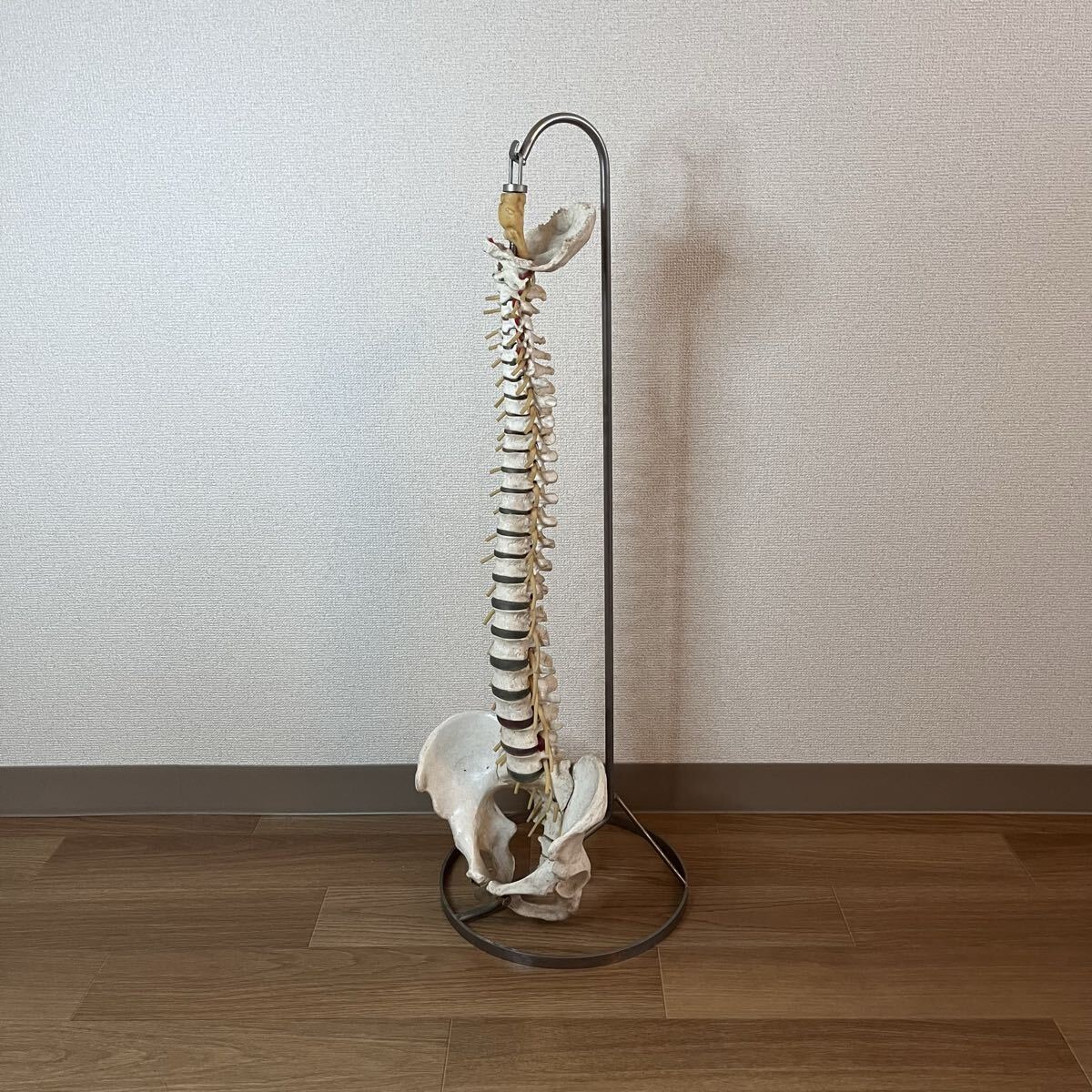 CLA 西ドイツ製 人体模型 背骨 脊椎 脊髄 腰椎 骨盤 模型 スタンド付き 見本 骸骨