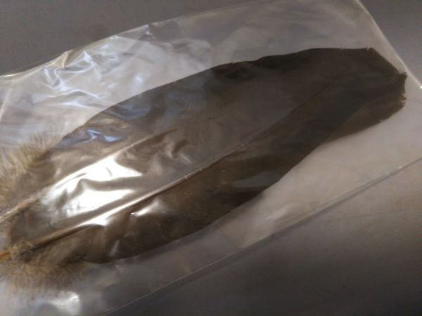 安値スタート！　40年以上前の　未使用・保管品 　レアカラー　ターキークィル　ナチュラルブラウン　1ペア　30cm　④