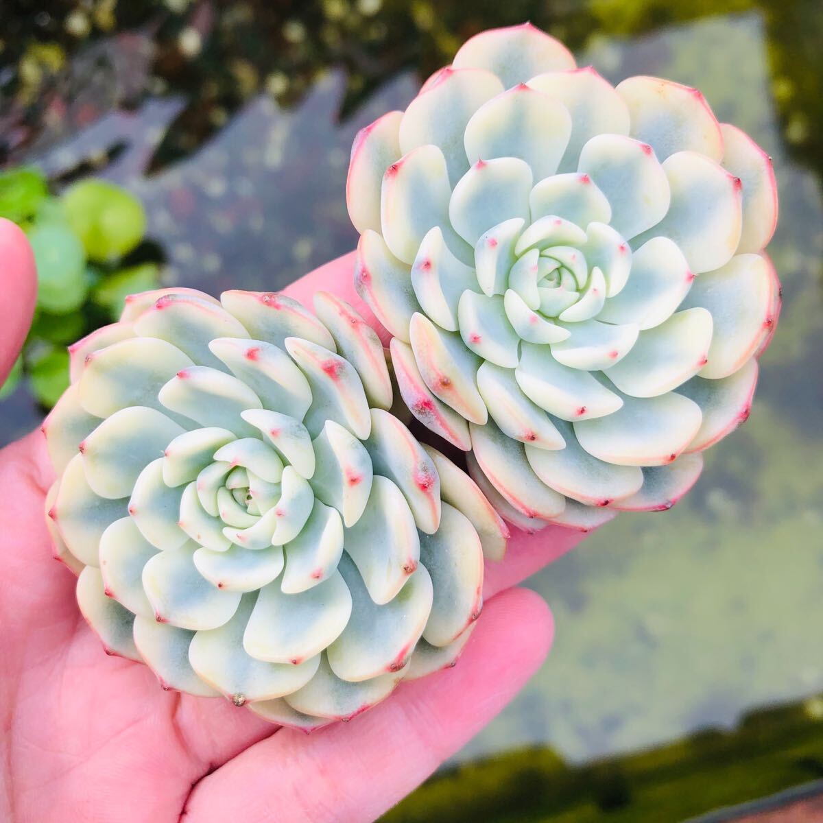 2個セット　ピンクミニマ錦　エケベリア　多肉植物