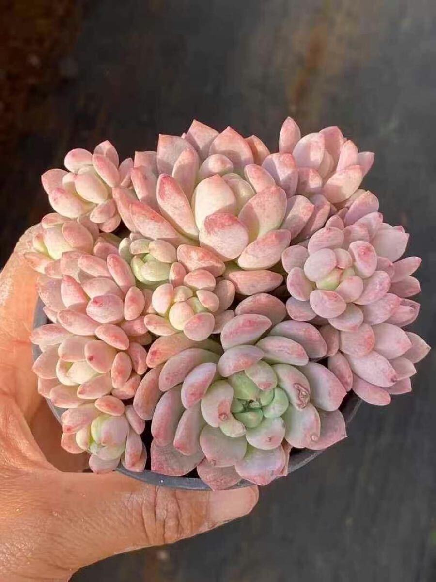 ピンクピーチ　群生　エケベリア　多肉植物