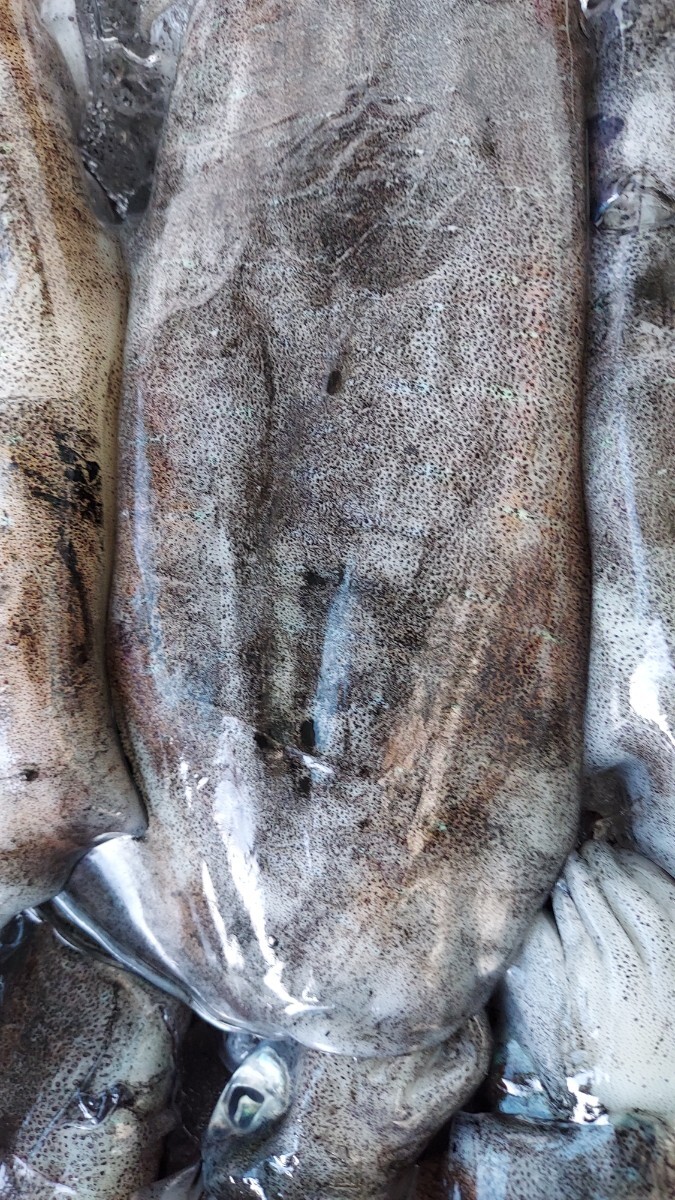 大アオリイカ20cm370g1匹1740円即決