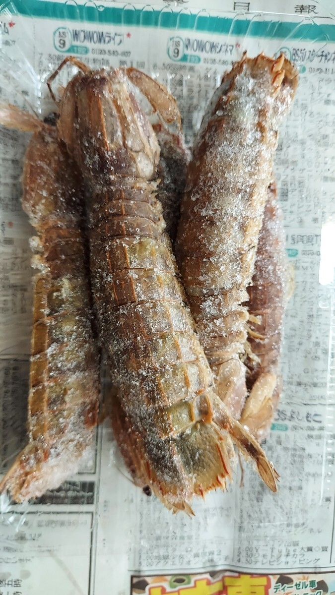 お花見セール子持ちシャコエビ18cm5匹セット1698円即決