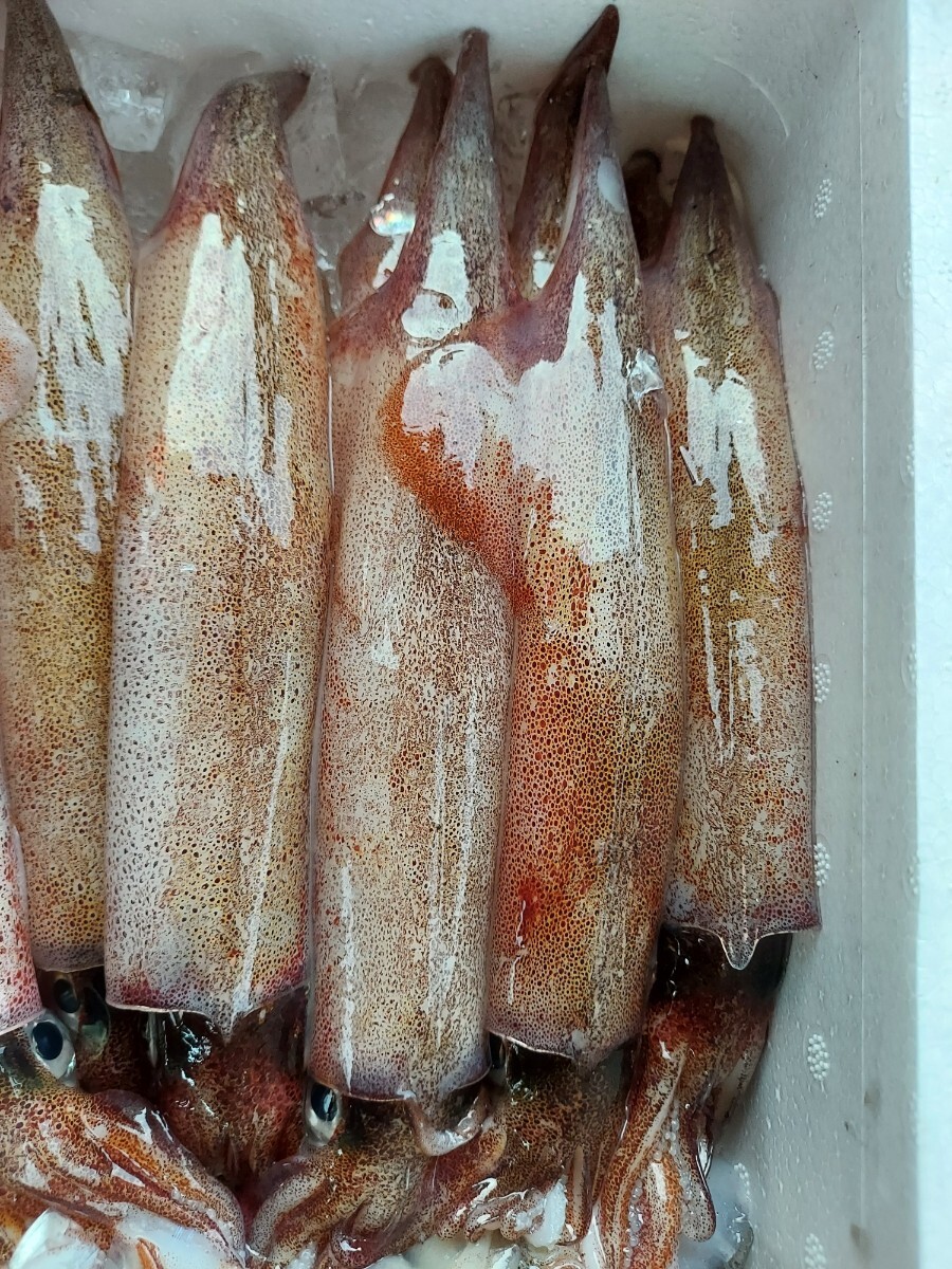 大型ヤリイカ100~140g15匹7800円即決