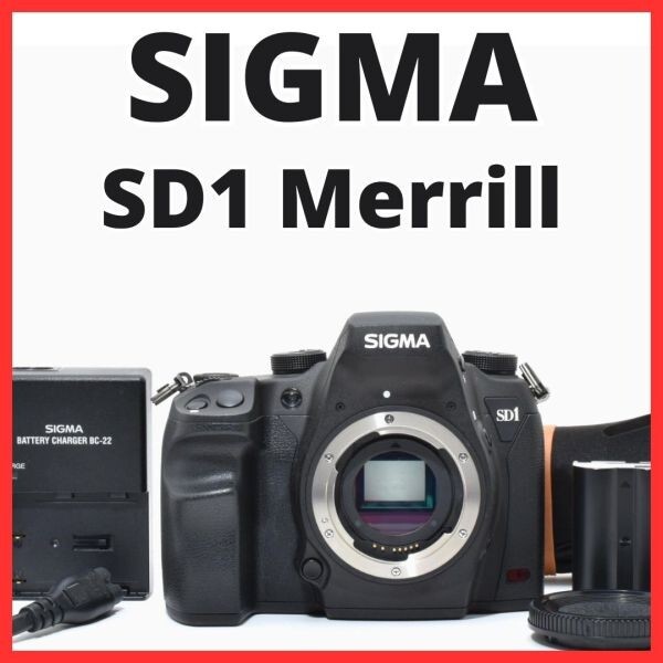 B24[7371A]66★新品級★ シグマ SIGMA SD1 Merrill ボディ