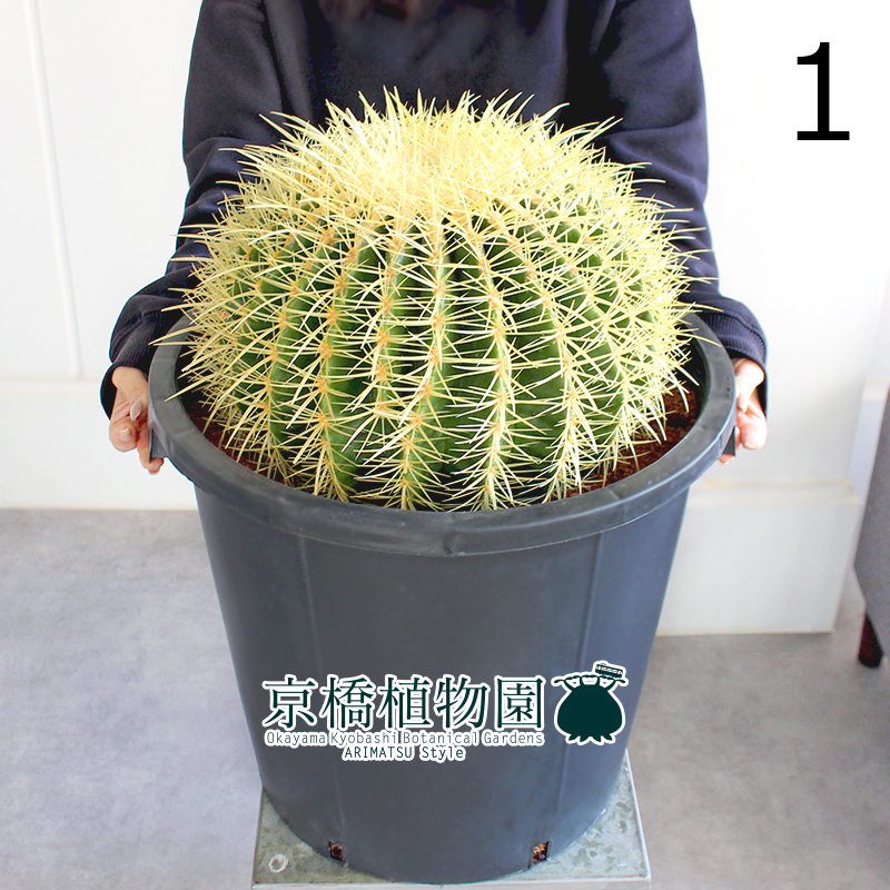 【現品】サボテン 金鯱（キンシャチ） 12号 黒鉢（1）Echinocactus grusonii