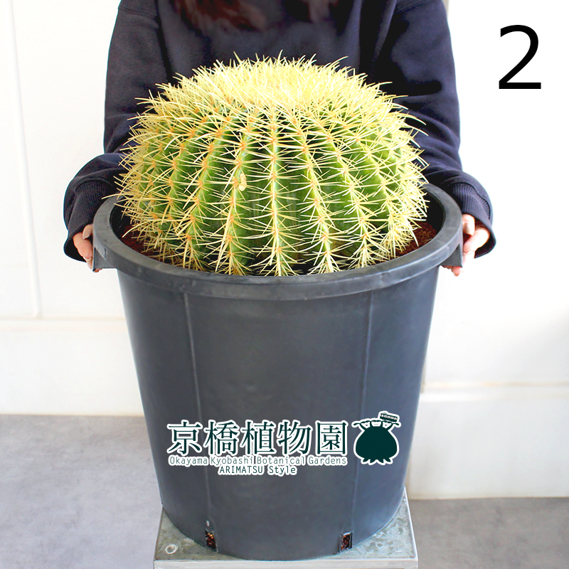 【現品】サボテン 金鯱（キンシャチ） 12号 黒鉢（2）Echinocactus grusonii