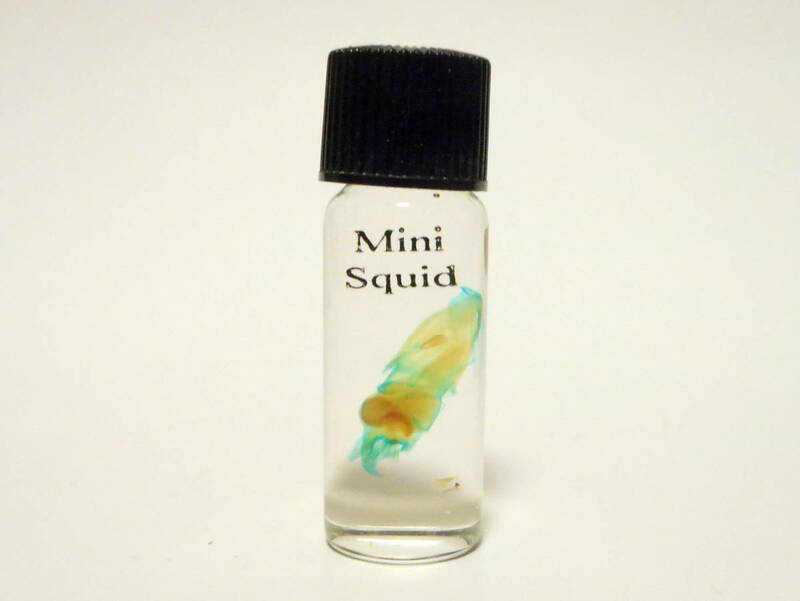 透明標本 イカ 骨格 オブジェ 魚 スケルトン 軟体動物 Mini Squid